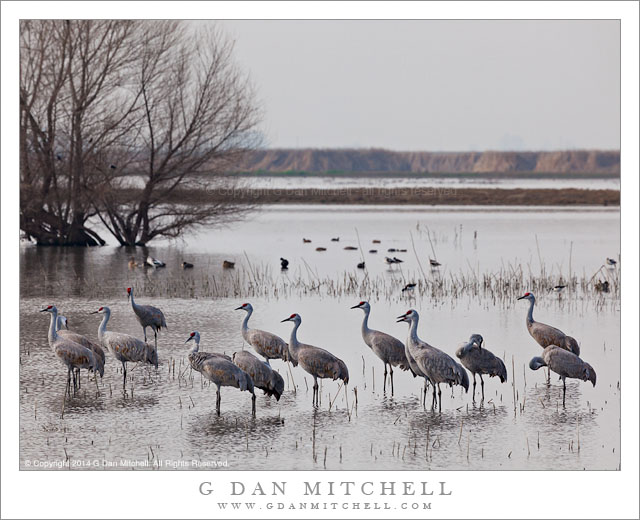 Sandhill Cranes, Pond