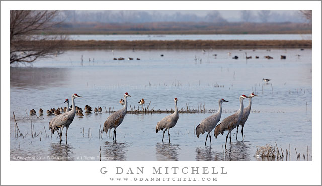 Seven Sandhill Cranes