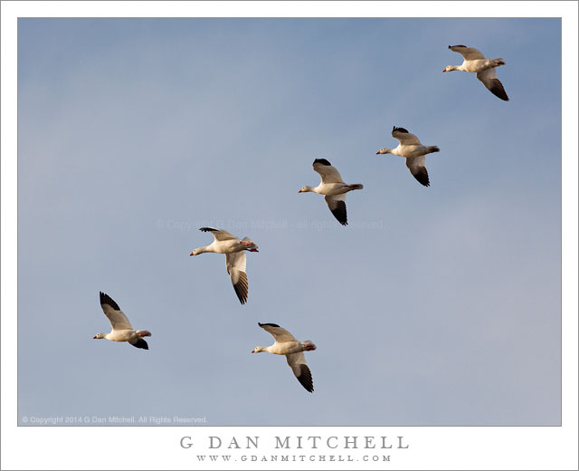 Snow Geese and Sky