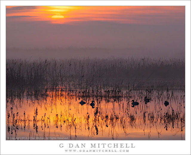 Wetland Sunrise, Fog