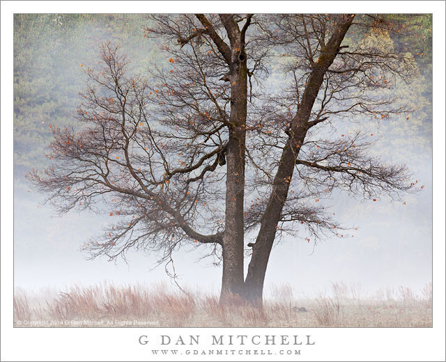 Winter Oak and Fog