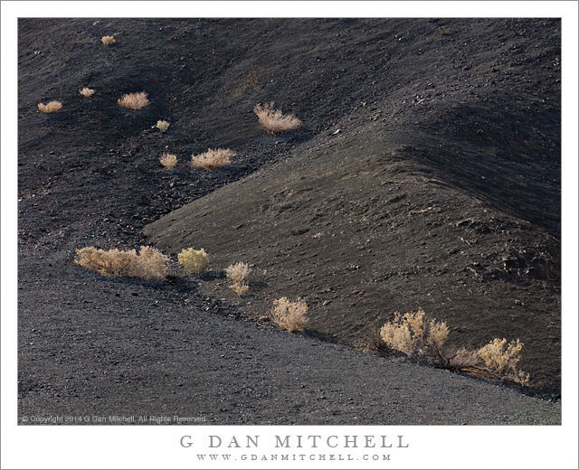 Desert Holly, Black Formation