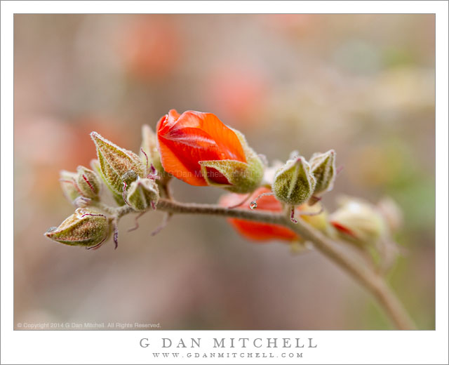 Desert Mallow Buds