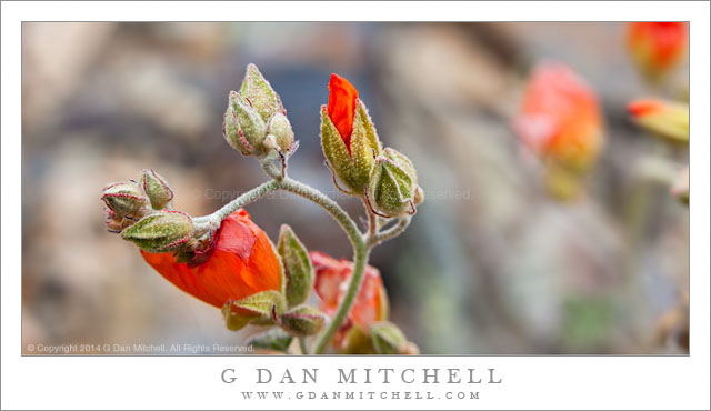 Desert Mallow Buds