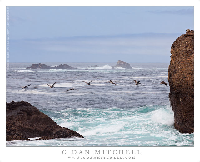 Pelicans Along the Coast