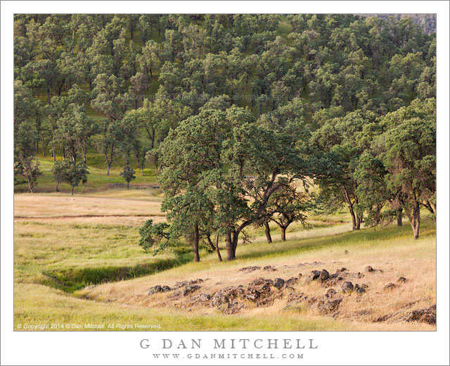 Spring Oaks, Sierra Foothills