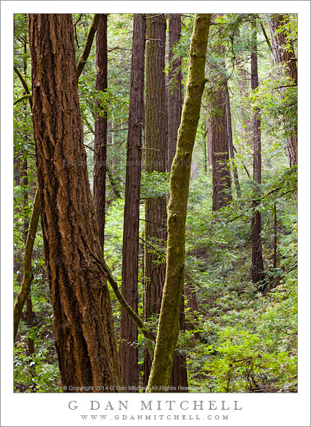 Redwood Forest, Spring