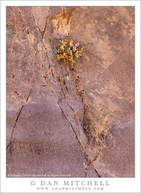 Plants, Canyon Wall