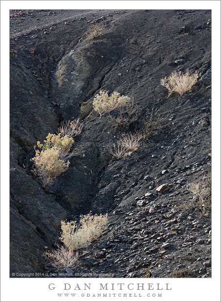 Desert Holly, Badlands