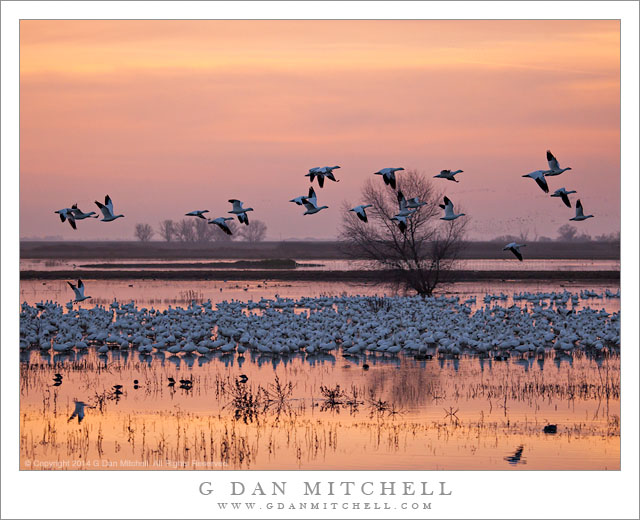 Ross's Geese, Marsh, Evening Light