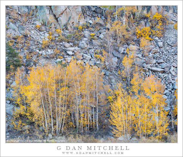 Aspens and Talus, Autumn