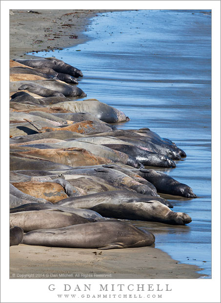 Elephant Seals and Blue Water