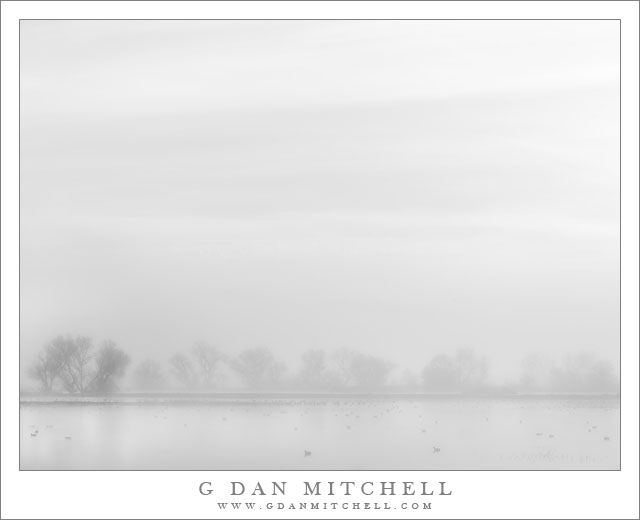 Fog, Trees, and Pond