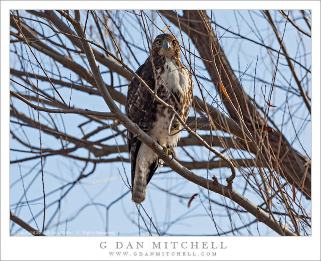 Red-tailed Hawk