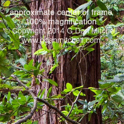 RedwoodPhotoCenterFrame