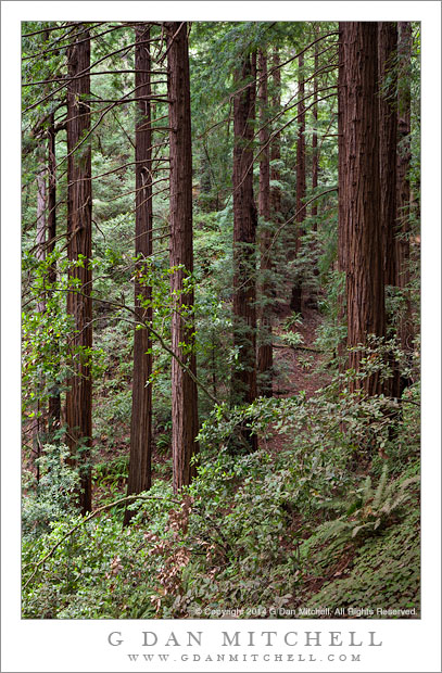 Redwood Forest