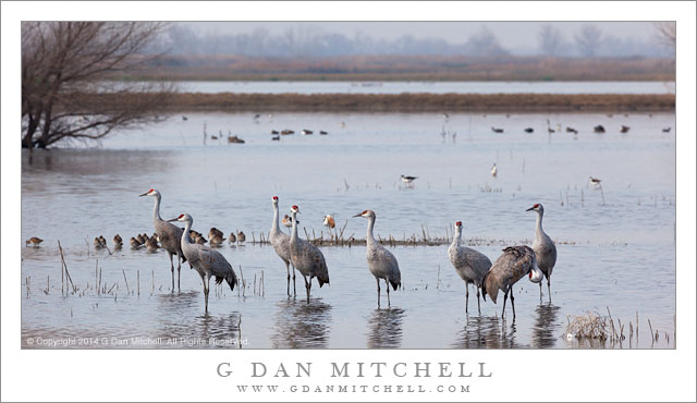 Sandhill Cranes, Wetlands Marsh