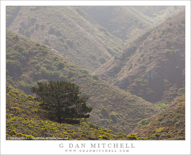 Tree, Soberanes Canyon