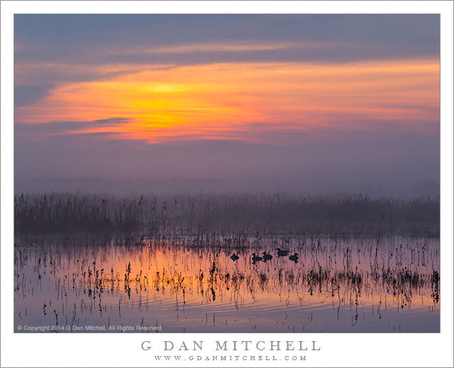 Wetlands Fog, Dawn