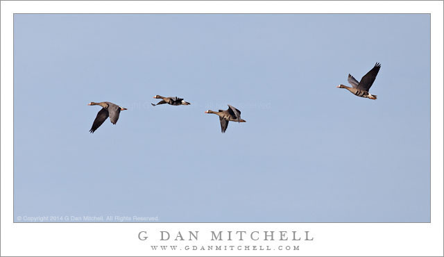 White-Fronted Geese in Flight