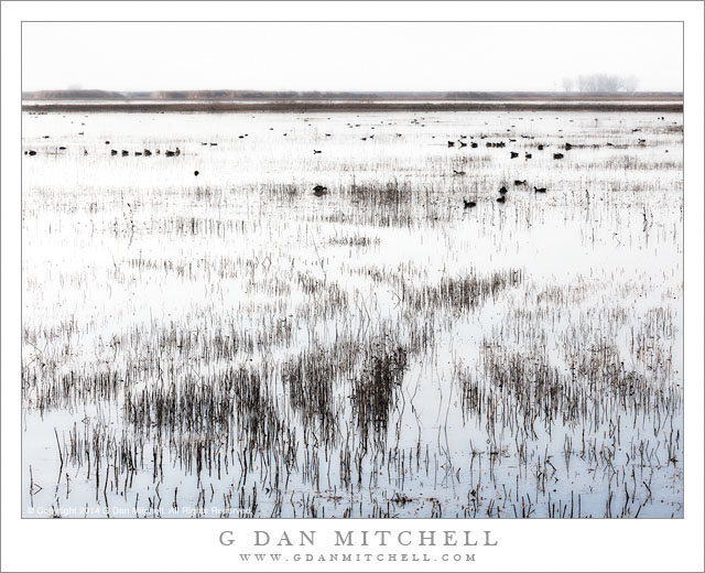 Flooded Field, Winter