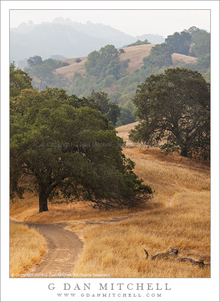 Calero Oaks and Summer Grass