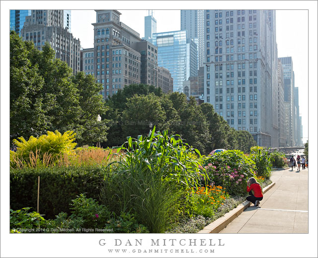 Urban Flower Hunter