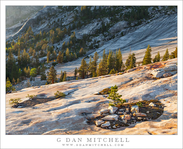 G Dan Mitchell Photograph: Forest, Granite Bowl — Yosemite National ...