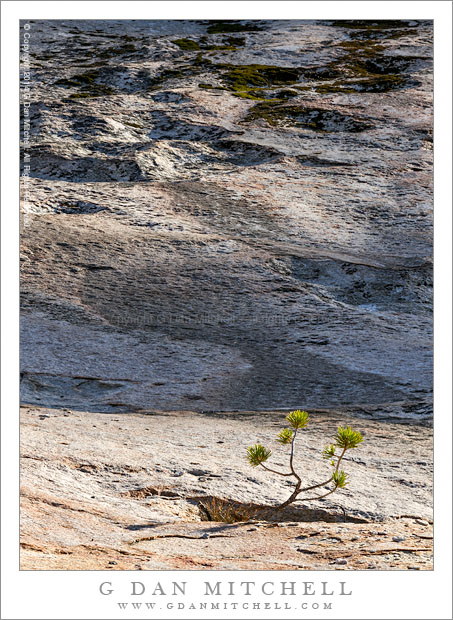 Small Tree, Granite, Morning Sun