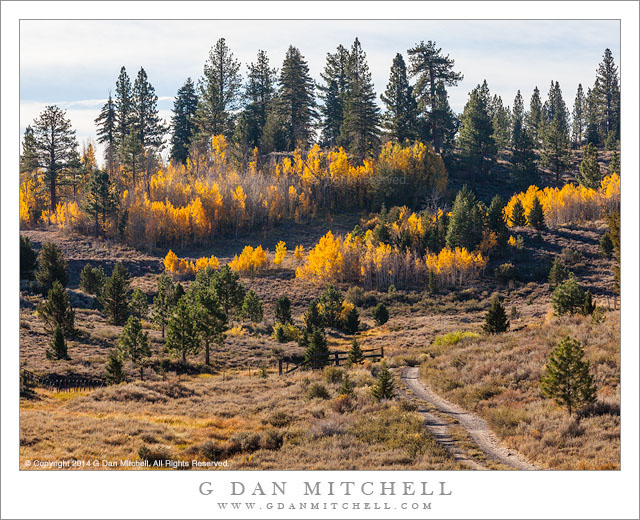 Fall Aspen Trees, Country Road