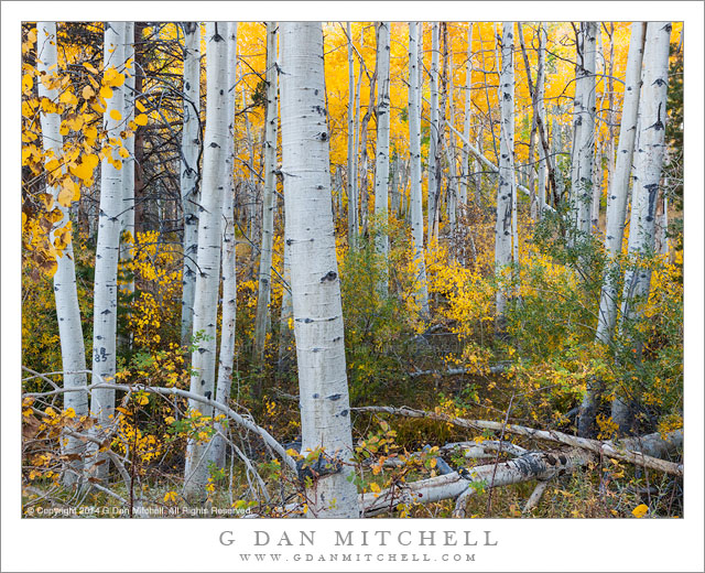 Aspen Thicket, Eastern Sierra