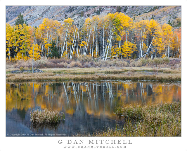 Pond and Autumn Aspens, Evening