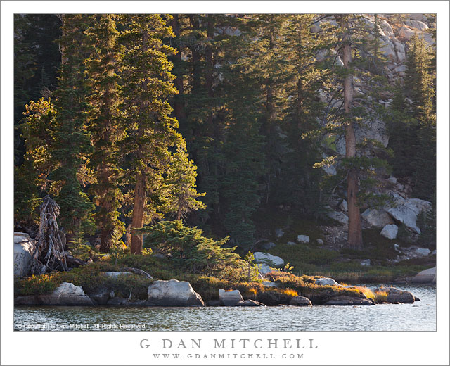 Morning Haze and Light, Shoreline Trees