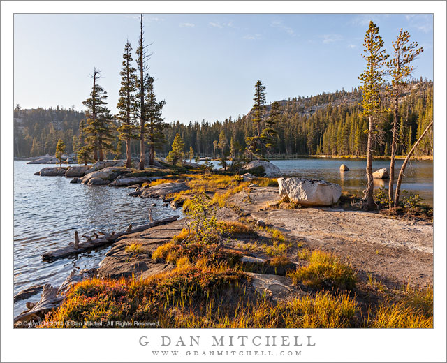 Peninsula, Trees, Evening Light