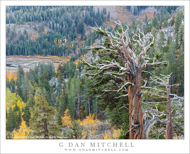 Old Tree and Autumn Color, Sierra Nevada