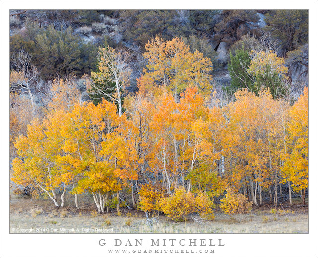 Aspen Grove, June Lake Loop