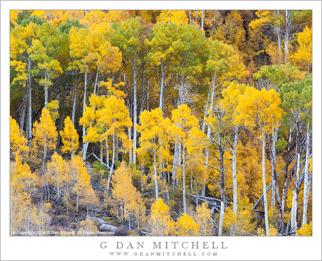 Autumn Aspens, Green and Yellow