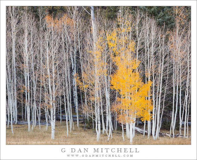 Aspen Trees, Kaibab Plateau