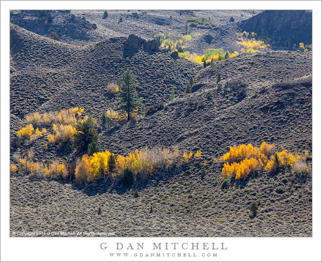 Autumn Aspens, Barren Hills