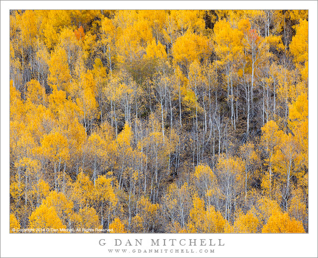 Autumn Aspen Forest