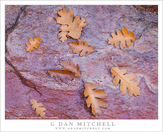 Autumn Oak Leaves, Utah