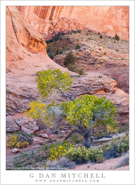 Autumn Cottonwood, Sandstone Canyon