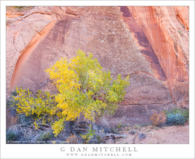 Cottonwood Tree, Canyon Walls