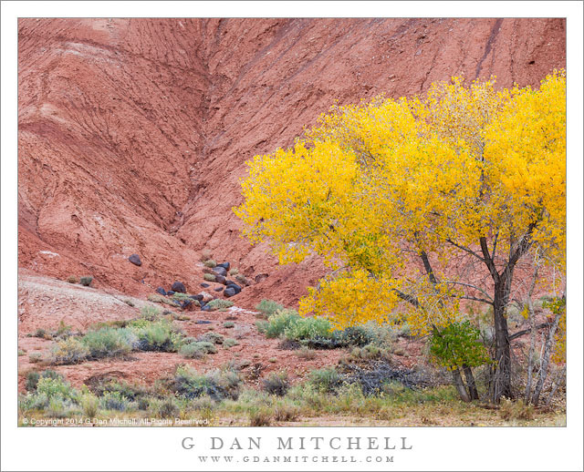 Autumn Cottonwood, Red Gully