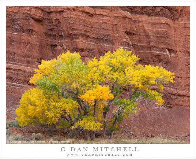 Autumn Cottonwood, Red Rock Strata