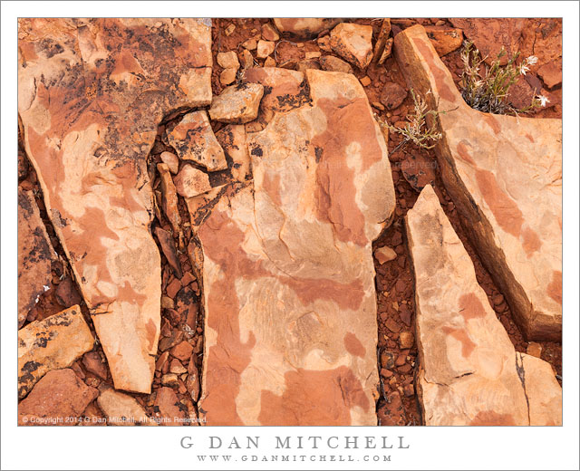 Fractured Stone, Desert Plants