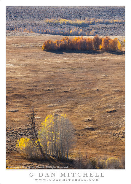 High Desert Aspens, Autumn