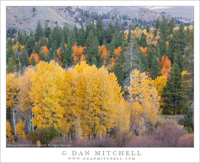 Aspen Color, Hope Valley