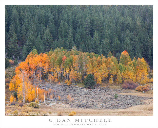 Aspen Color, Evening