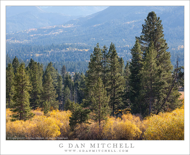 Autumn Forest, Hope Valley